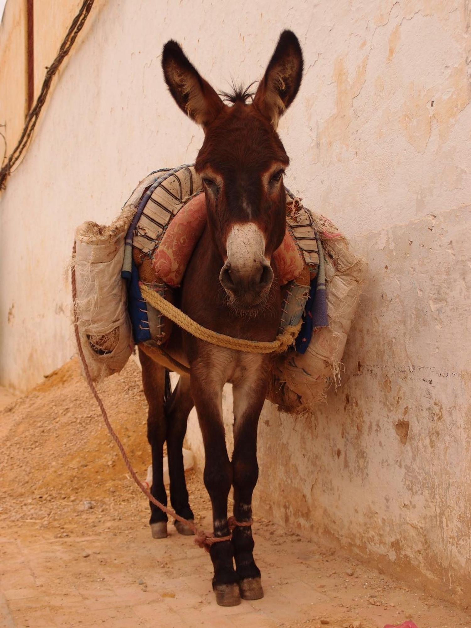 Dar 7 Louyat Hotel Fez Buitenkant foto